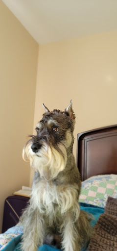 Pet Supply Store «Top Dogs Pet Boutique», reviews and photos, 2615 George Busbee Pkwy NW #14, Kennesaw, GA 30144, USA