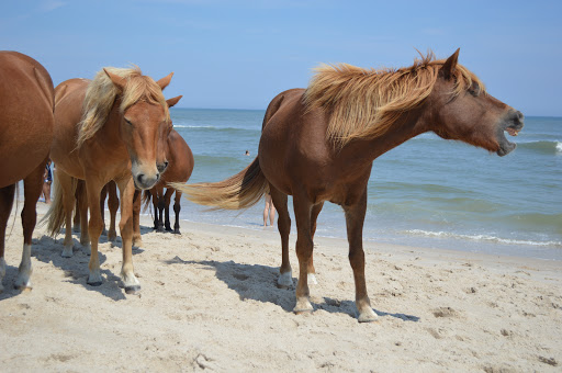 National Park «Assateague Island National Seashore», reviews and photos, 7206 National Seashore Ln, Berlin, MD 21811, USA