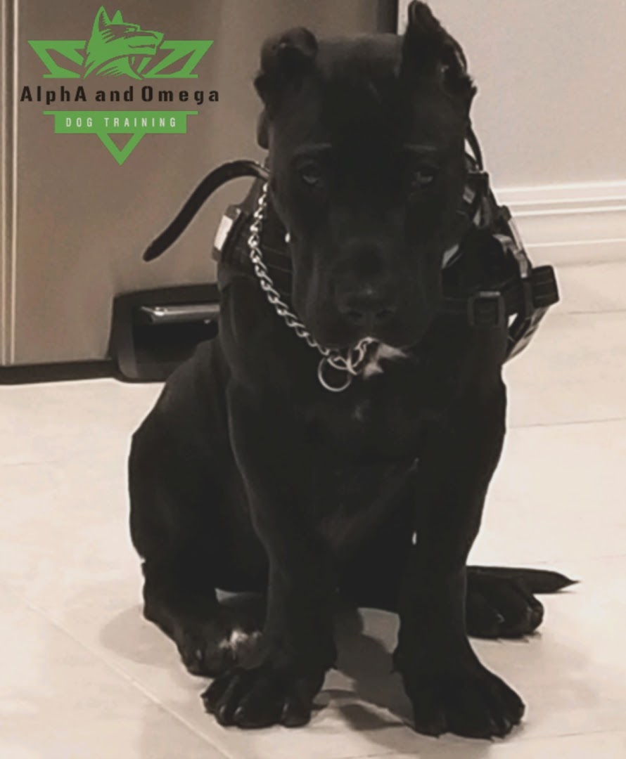 AlphA and Omega Dog Training
