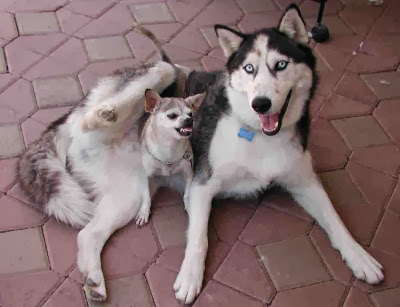 Dog Trainer «Dog Door Behavior Center and Outfitters», reviews and photos, 1 Battle Square A, Asheville, NC 28801, USA