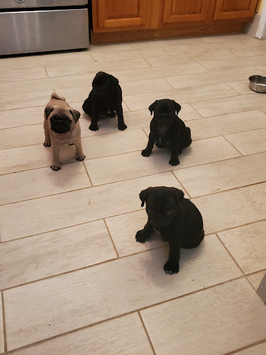 Pet Supply Store «Petco Animal Supplies», reviews and photos, 12014 SW 88th St, Miami, FL 33186, USA