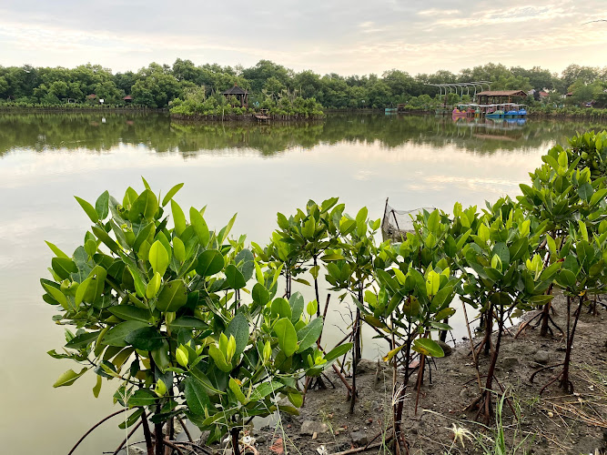 Mangrove Wonorejo