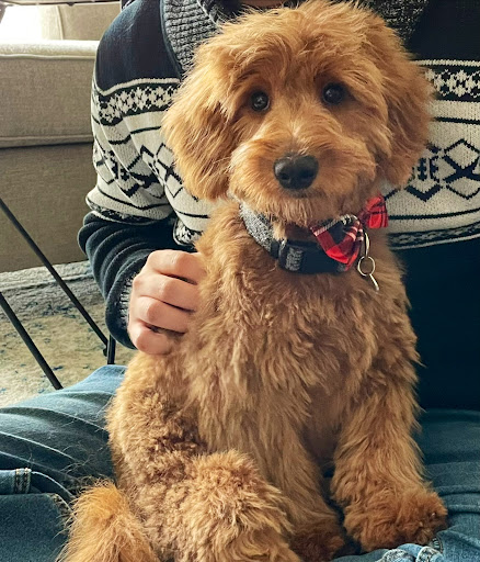 Pet Supply Store «Petco Animal Supplies», reviews and photos, 1111 US-46, Parsippany, NJ 07054, USA