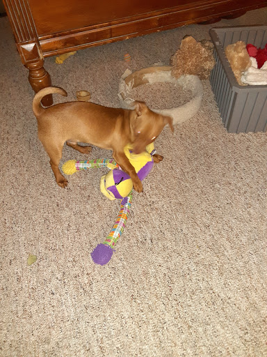 Pet Store «Paws Natural Pet Emporium», reviews and photos, 8551 W Gage Blvd, Kennewick, WA 99336, USA