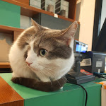 Photo n°3 de l'avis de Debaleena.a fait le 10/03/2024 à 09:17 sur le  Crazy Cat Café à Milan