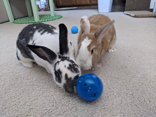 Pet Supply Store «Mad Cat Pet Supplies», reviews and photos, 7820 Mineral Point Rd, Madison, WI 53717, USA