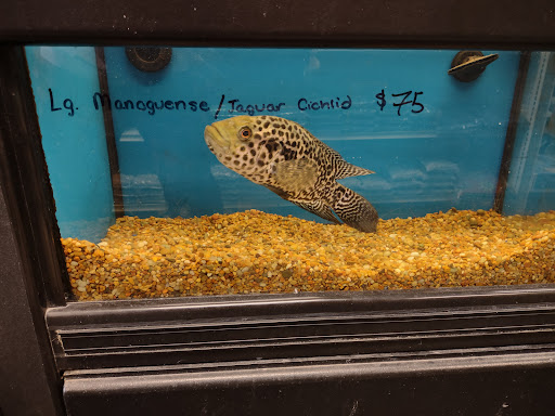 Pet Store «Parrots Of The World Aquarium and Pet Center», reviews and photos, 316 Sunrise Hwy #1, Rockville Centre, NY 11570, USA