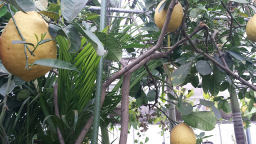 Plant Nursery «A & S Whitestone Nursery», reviews and photos, 2302 Francis Lewis Blvd, Whitestone, NY 11357, USA