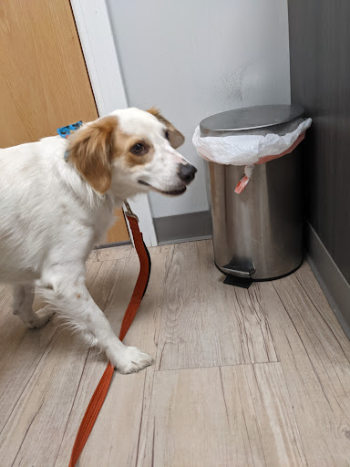 Webster Groves Animal Wellness Center image