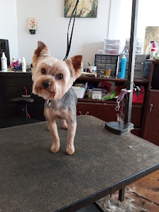 Barefoot Groomer 433 E Main St, Booneville, AR 72927
