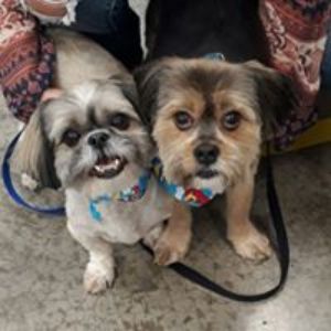 Pet Supply Store «All Pet & Equine Supply», reviews and photos, 1120 Porter Wagoner Blvd, West Plains, MO 65775, USA