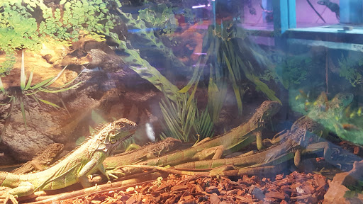 Tikis Tropical Fish image