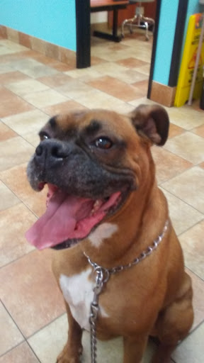 Pet Supply Store «PetSmart», reviews and photos, 533 S Tracy St, Wichita, KS 67209, USA