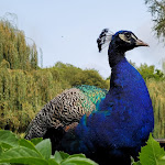 Photo n° 5 de l'avis de RGLR.G fait le 30/08/2023 à 06:22 pour Parc Zoologique et Végetal de Trégomeur à Trégomeur