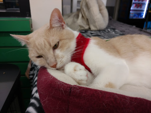 Pet Supply Store «Pet Supplies Plus», reviews and photos, 1380 W Lane Ave, Upper Arlington, OH 43221, USA