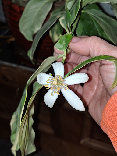 Tattoo Shop «Mountainside Tattoo & Piercing VT», reviews and photos, 55 Square, Bellows Falls, VT 05101, USA