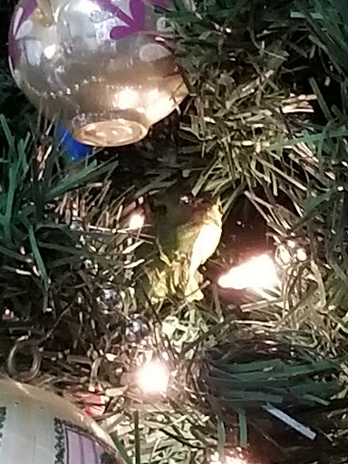 Pet Store «Everything Pets», reviews and photos, 1506 Altamont Ave, Schenectady, NY 12303, USA