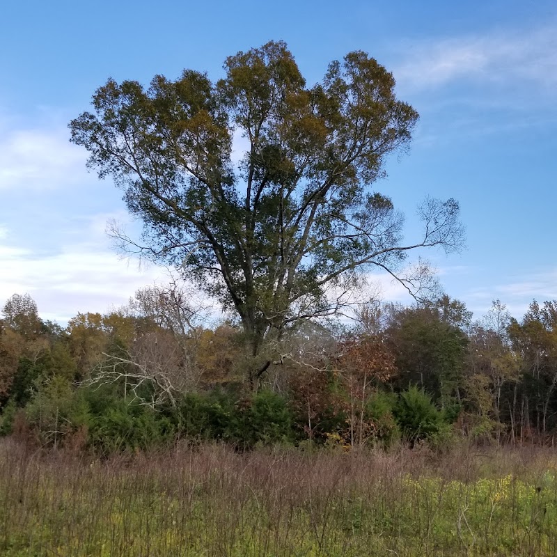 Piedmont Prairie Trail - McDowell Nature Preserve