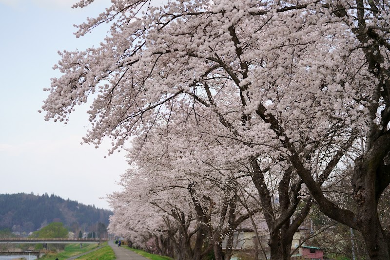 土沢 猿ヶ石川の桜並木