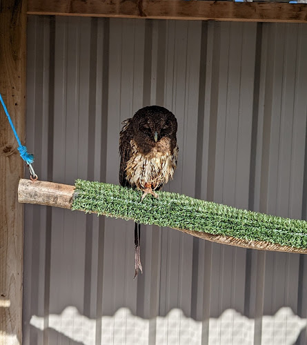 Comments and reviews of North Somerset Bird Of Prey Centre