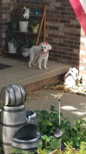 Best In Show Dog Grooming LLC