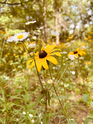 Nature Preserve «Bow in the Clouds Preserve», reviews and photos, 1805 Nazareth Rd, Kalamazoo, MI 49048, USA