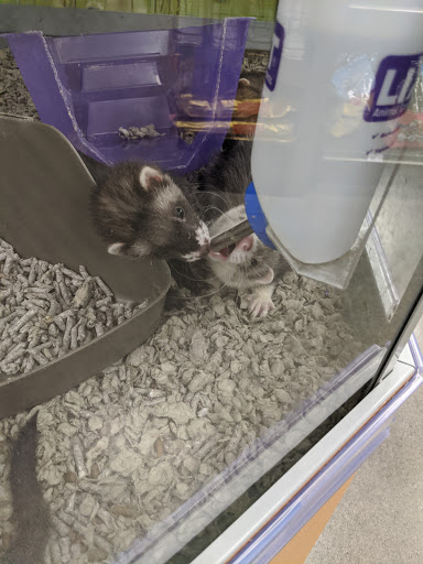 Pet Supply Store «Petco Animal Supplies», reviews and photos, 7215 170th Ave NE #115, Redmond, WA 98052, USA