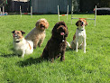 Best Dog Training Classes Kingston-upon-Thames Near You