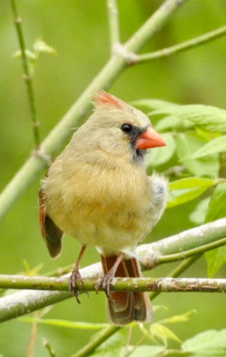 Nature Preserve «Ashland Nature Center of Delaware Nature Society», reviews and photos, 3511 Barley Mill Rd, Hockessin, DE 19707, USA
