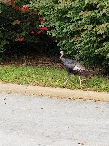 Pet Supply Store «Pet Supplies Plus», reviews and photos, 1856 Hendersonville Rd a, Asheville, NC 28803, USA