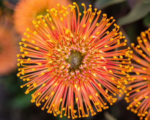 Nature Preserve «UC Santa Cruz Arboretum», reviews and photos, 1156 High St, Santa Cruz, CA 95064, USA