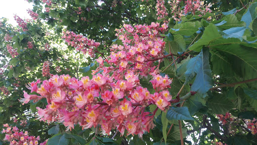 Theater Company «Michigan Theater», reviews and photos, 603 E Liberty St, Ann Arbor, MI 48104, USA