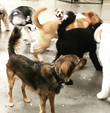 Pet Supply Store «Odyssey Pets», reviews and photos, 14999 Preston Rd #400a, Dallas, TX 75254, USA