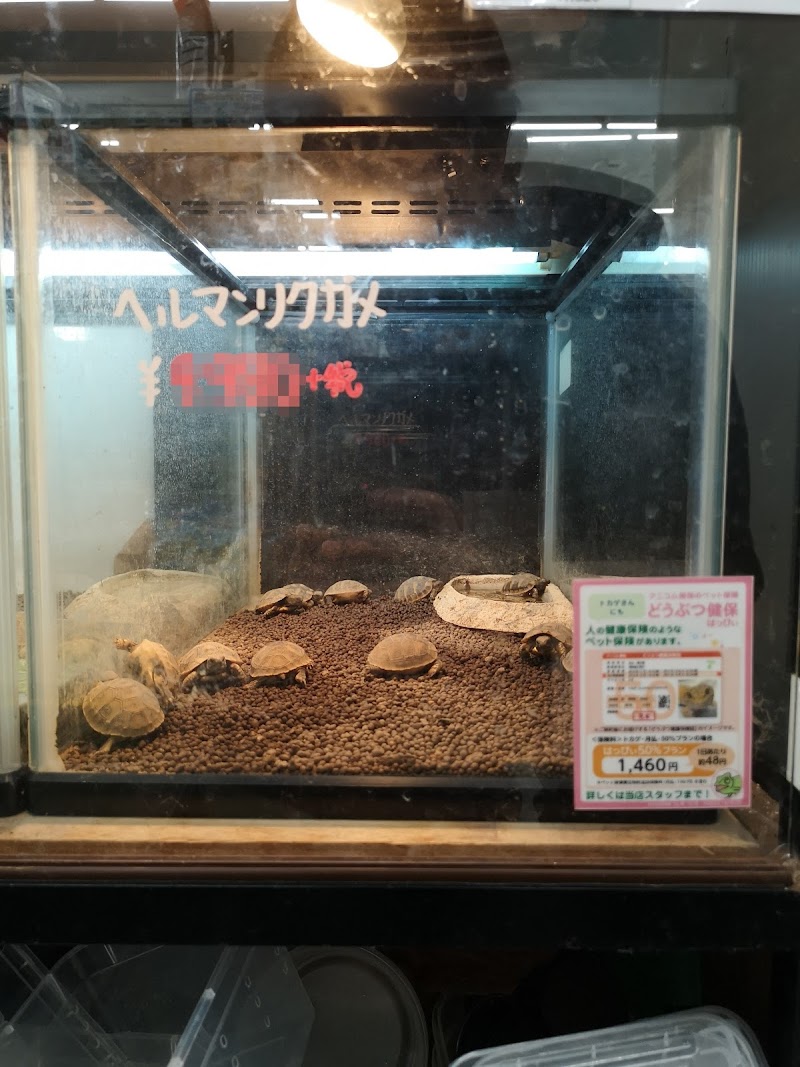 かねだい 戸田店 埼玉県戸田市下戸田 ペットショップ ペット グルコミ