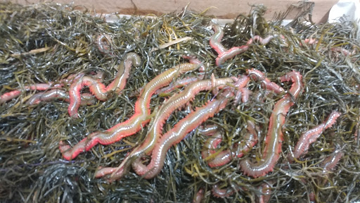 Archery Store «Northern Dutchess Archery», reviews and photos, 7375 S Broadway, Red Hook, NY 12571, USA