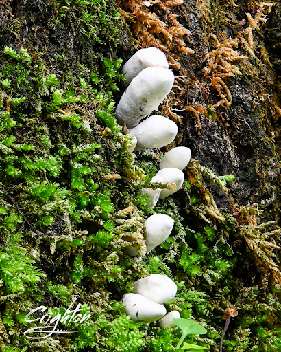 Nature Preserve «Fern Cliff Nature Preserve», reviews and photos, W County Rd 375 S, Greencastle, IN 46135, USA