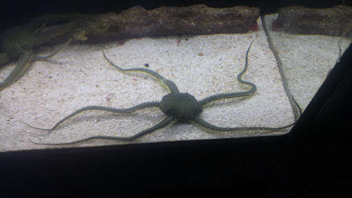 Pet Store «Pets Plus-Reptiles & Exotic», reviews and photos, 421 West Ave, Lockport, NY 14094, USA