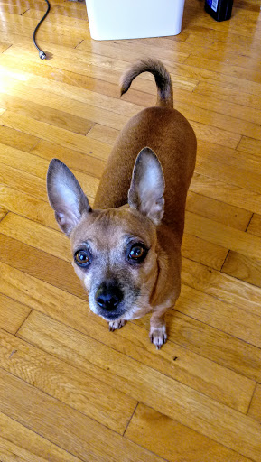 Pet Supply Store «PetSmart», reviews and photos, 10 Traders Way, Salem, MA 01970, USA