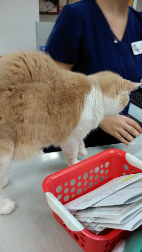 Rich Nancy a DVM image