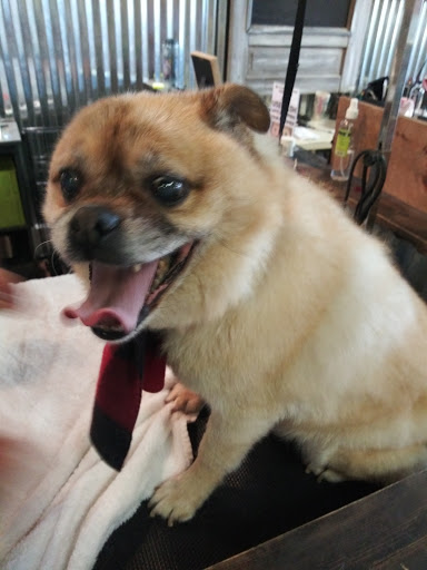 Pet Supply Store «The Good Dog Shoppe Kennesaw/The Good Dog Co.Atl», reviews and photos, 4200 Wade Green Rd NW #5, Kennesaw, GA 30144, USA