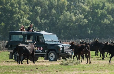 Camargue autrement safari 4X4 59 € et vélo électriques 49€ à Le Grau-du-Roi