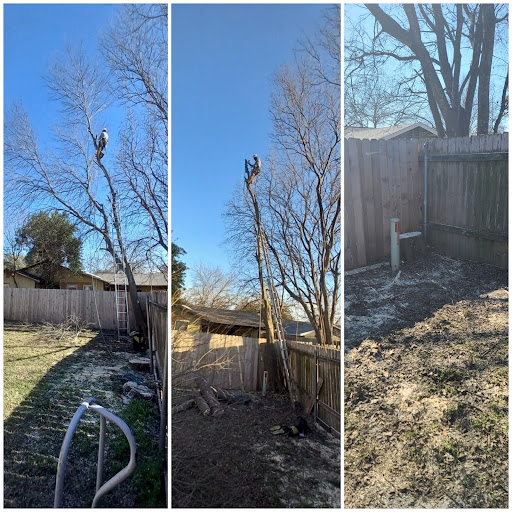 Best Trees To Plant Near A Driveway By Zone 2