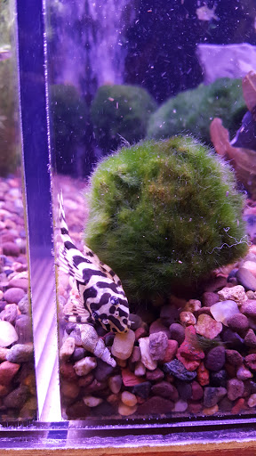 Tropical Fish Store «Old Town Aquarium», reviews and photos, 1538 N Wells St, Chicago, IL 60610, USA