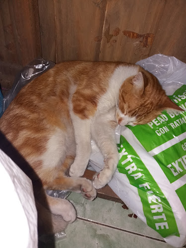 Como Perros Y Gatos