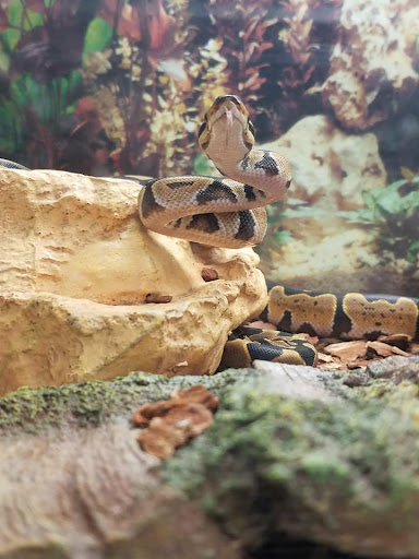 Pet Store «Friendly Pets», reviews and photos, 625 Friendly Center Rd, Greensboro, NC 27408, USA