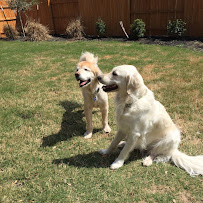 Muddy Paws Pet Sitting - Photo 1 - Car repair in Eugene, OR, Eugene
