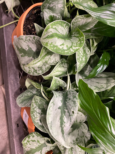 Shopping Mall «Los Altos Gateway», reviews and photos, 2840 N Bellflower Blvd, Long Beach, CA 90815, USA