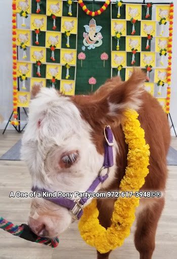 Zoo «A One of A Kind Pony Party», reviews and photos, 912 Bells Chapel Cir, Waxahachie, TX 75165, USA