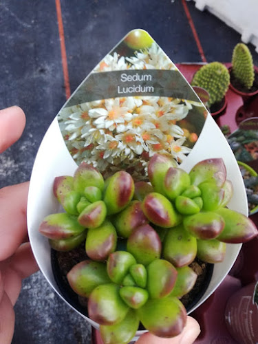 Comentarii opinii despre CactoZen