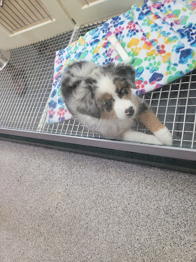 Pet Store «Petland Montgomery», reviews and photos, 7127 Eastchase Pkwy, Montgomery, AL 36117, USA